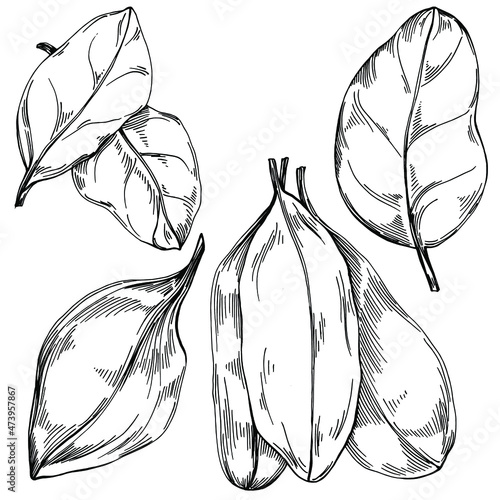 Spinach vector isolated plant with leaves. Herbal engraved style illustration. Detailed organic product sketch.The best for design logo, menu, label, icon, stamp.