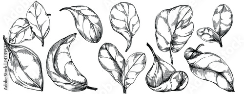 Spinach vector isolated plant with leaves. Herbal engraved style illustration. Detailed organic product sketch.The best for design logo, menu, label, icon, stamp.