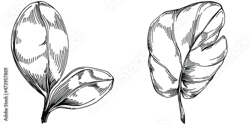 Spinach vector isolated plant with leaves. Herbal engraved style illustration. Detailed organic product sketch.The best for design logo, menu, label, icon, stamp.