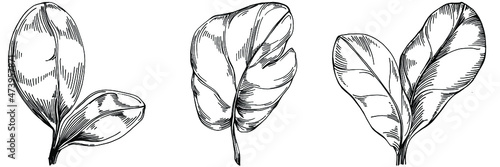 Spinach vector isolated plant with leaves. Herbal engraved style illustration. Detailed organic product sketch.The best for design logo, menu, label, icon, stamp.