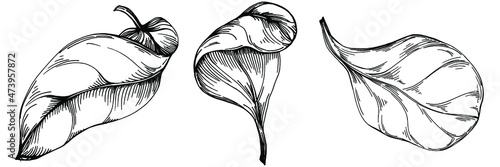 Spinach vector isolated plant with leaves. Herbal engraved style illustration. Detailed organic product sketch.The best for design logo, menu, label, icon, stamp.