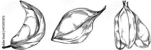 Spinach vector isolated plant with leaves. Herbal engraved style illustration. Detailed organic product sketch.The best for design logo, menu, label, icon, stamp.