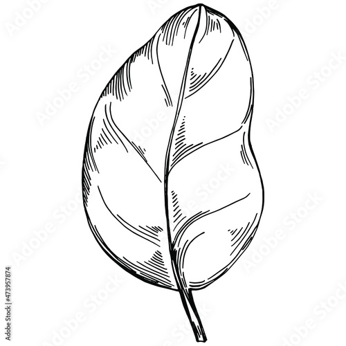 Spinach vector isolated plant with leaves. Herbal engraved style illustration. Detailed organic product sketch.The best for design logo, menu, label, icon, stamp.