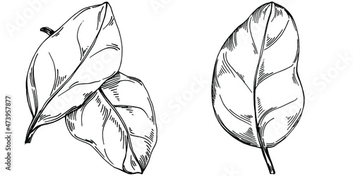 Spinach vector isolated plant with leaves. Herbal engraved style illustration. Detailed organic product sketch.The best for design logo, menu, label, icon, stamp.