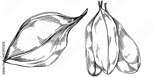 Spinach vector isolated plant with leaves. Herbal engraved style illustration. Detailed organic product sketch.The best for design logo, menu, label, icon, stamp.