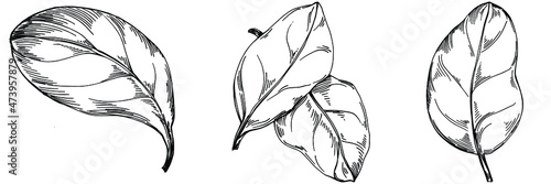Spinach vector isolated plant with leaves. Herbal engraved style illustration. Detailed organic product sketch.The best for design logo, menu, label, icon, stamp.