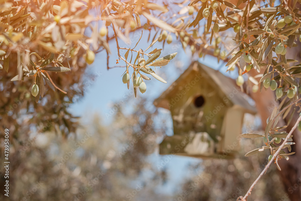 A wooden birdhouse hangs on an olive tree. Feeding birds in spring and birdwatching