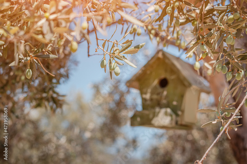 A wooden birdhouse hangs on an olive tree. Feeding birds in spring and birdwatching