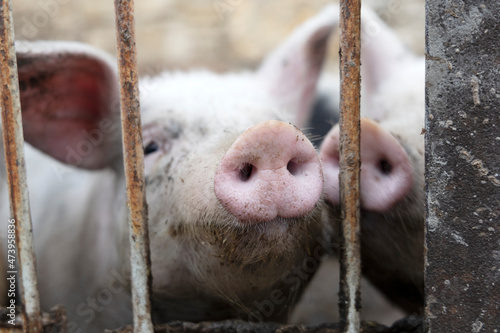 Two little pigs stick their noses through the grate.