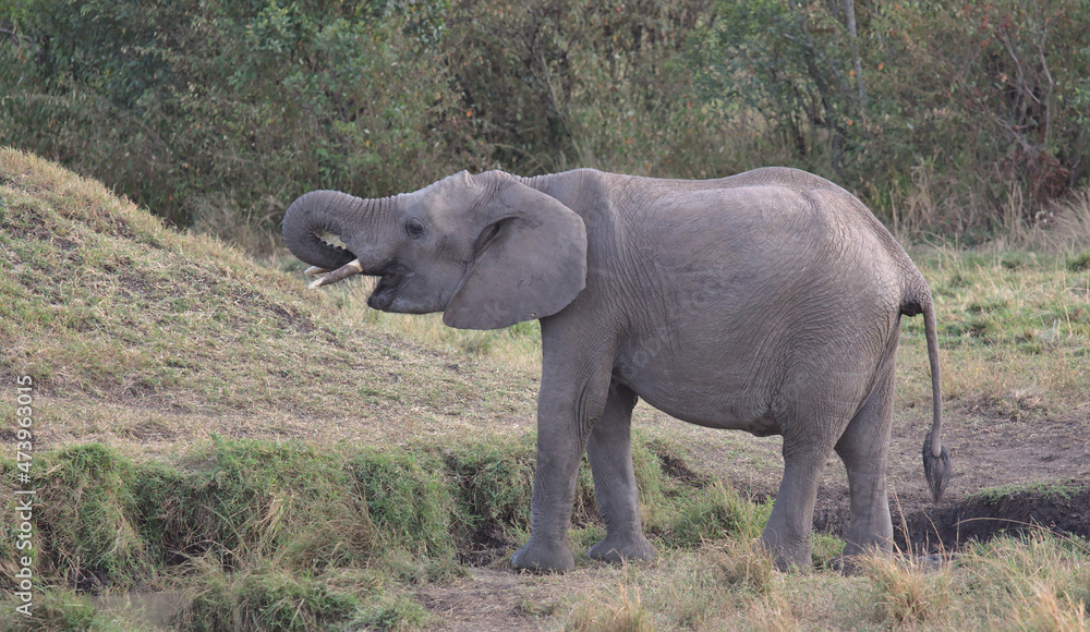 Fototapeta premium side profile of thirsty baby african elephant using its trunk to drink water frrom a watering hole in the wild masai mara kenya