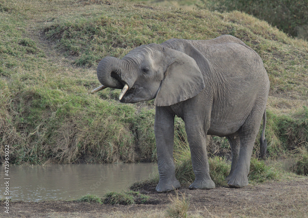 Obraz premium adorable and thirsty young african elephant drinking water from watering hole in the wild plains of the masai mara kenya