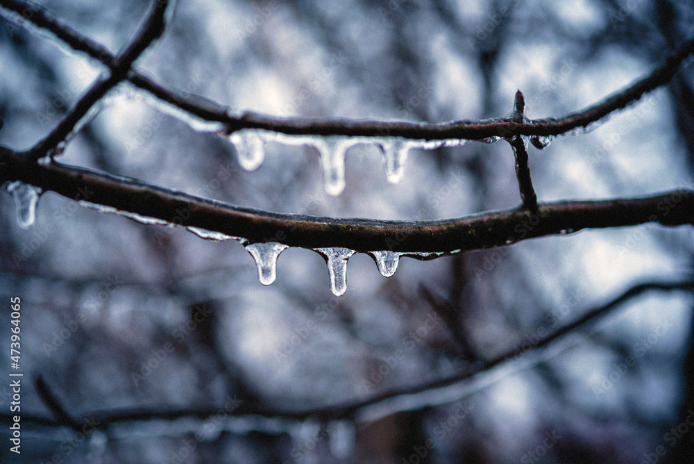 Naked tree branches covered with icy after freezing rain Naked tree branches covered with icy after freezing rain