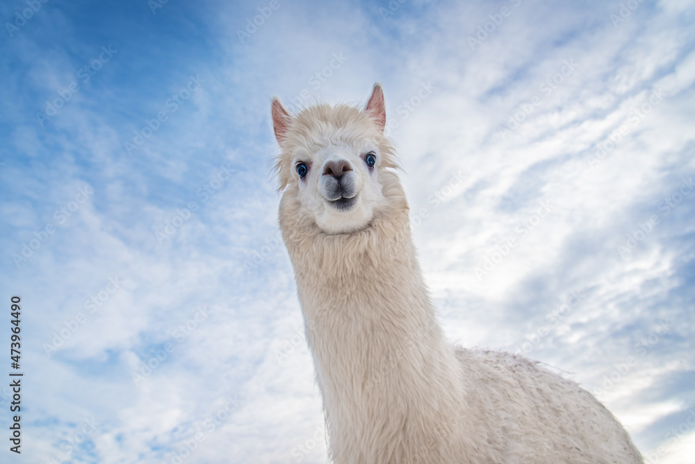 Portrait of cute white alpaca on the background of blue sky. South American camelid.
