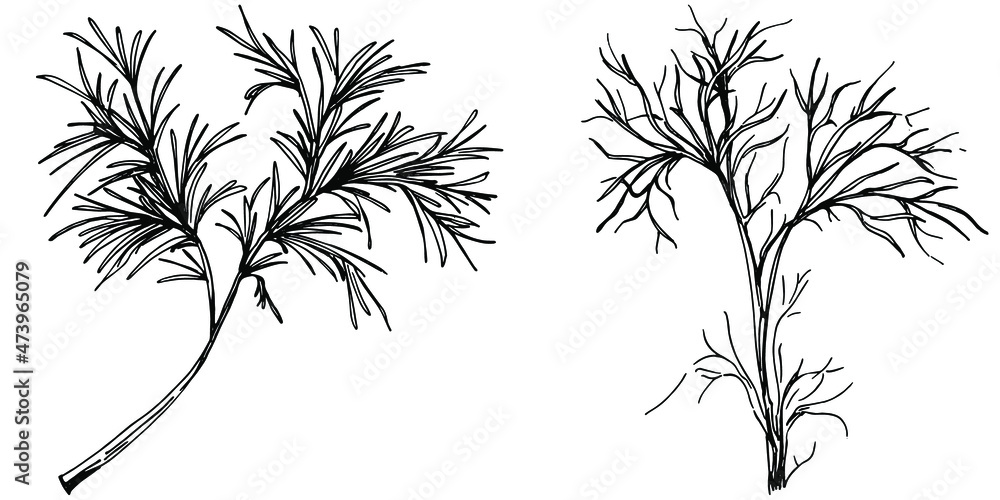 Naklejka premium Dill or fennel vector isolated plant with leaves. Herbal engraved style illustration. Detailed organic product sketch.The best for design logo, menu, label, icon, stamp.