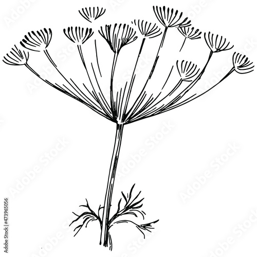 Dill or fennel vector isolated plant with leaves. Herbal engraved style illustration. Detailed organic product sketch.The best for design logo, menu, label, icon, stamp.