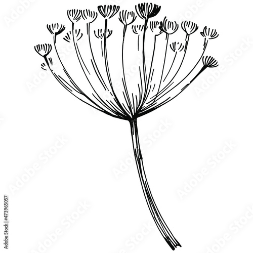 Dill or fennel vector isolated plant with leaves. Herbal engraved style illustration. Detailed organic product sketch.The best for design logo, menu, label, icon, stamp.