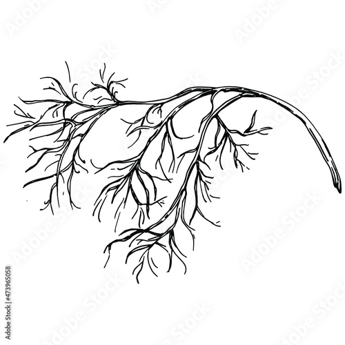 Dill or fennel vector isolated plant with leaves. Herbal engraved style illustration. Detailed organic product sketch.The best for design logo, menu, label, icon, stamp.