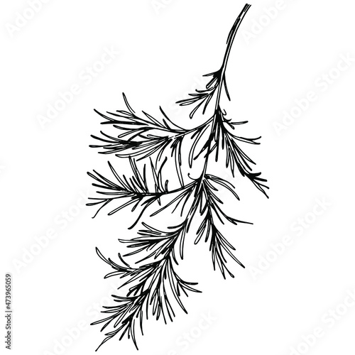 Dill or fennel vector isolated plant with leaves. Herbal engraved style illustration. Detailed organic product sketch.The best for design logo, menu, label, icon, stamp.