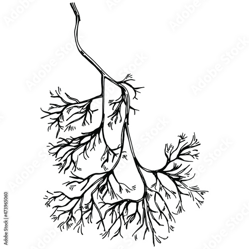 Dill or fennel vector isolated plant with leaves. Herbal engraved style illustration. Detailed organic product sketch.The best for design logo, menu, label, icon, stamp.