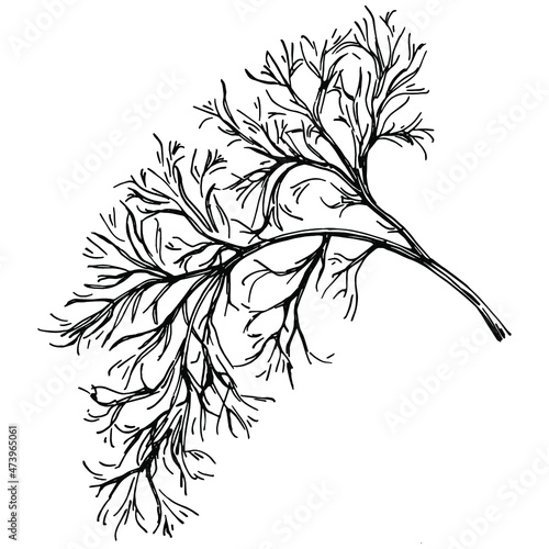 Dill or fennel vector isolated plant with leaves. Herbal engraved style illustration. Detailed organic product sketch.The best for design logo, menu, label, icon, stamp.