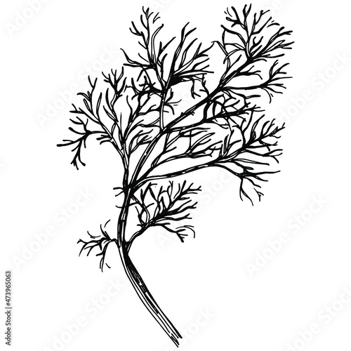 Dill or fennel vector isolated plant with leaves. Herbal engraved style illustration. Detailed organic product sketch.The best for design logo, menu, label, icon, stamp.