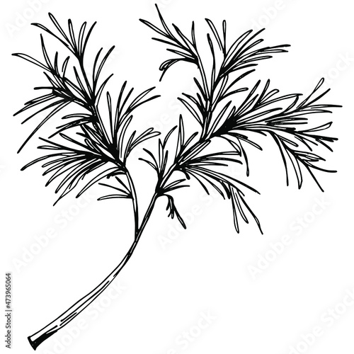 Dill or fennel vector isolated plant with leaves. Herbal engraved style illustration. Detailed organic product sketch.The best for design logo, menu, label, icon, stamp.