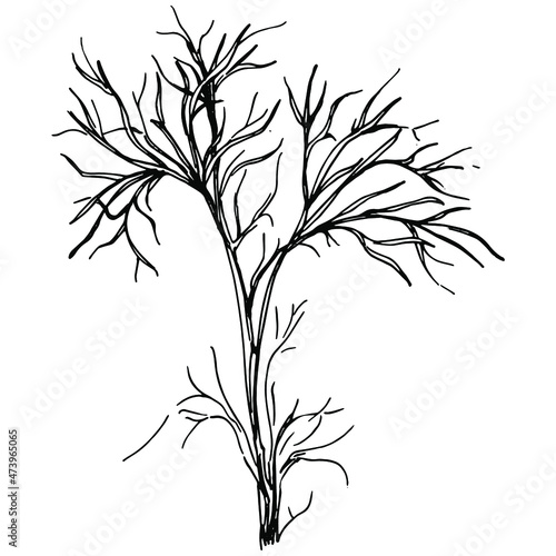 Dill or fennel vector isolated plant with leaves. Herbal engraved style illustration. Detailed organic product sketch.The best for design logo, menu, label, icon, stamp.
