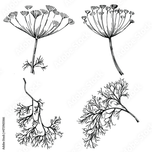 Dill or fennel vector isolated plant with leaves. Herbal engraved style illustration. Detailed organic product sketch.The best for design logo, menu, label, icon, stamp.