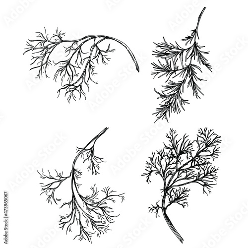 Dill or fennel vector isolated plant with leaves. Herbal engraved style illustration. Detailed organic product sketch.The best for design logo, menu, label, icon, stamp.