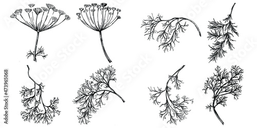 Dill or fennel vector isolated plant with leaves. Herbal engraved style illustration. Detailed organic product sketch.The best for design logo, menu, label, icon, stamp.