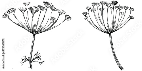 Dill or fennel vector isolated plant with leaves. Herbal engraved style illustration. Detailed organic product sketch.The best for design logo, menu, label, icon, stamp.