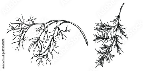 Dill or fennel vector isolated plant with leaves. Herbal engraved style illustration. Detailed organic product sketch.The best for design logo, menu, label, icon, stamp.