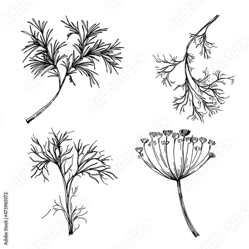 Dill or fennel vector isolated plant with leaves. Herbal engraved style illustration. Detailed organic product sketch.The best for design logo, menu, label, icon, stamp.
