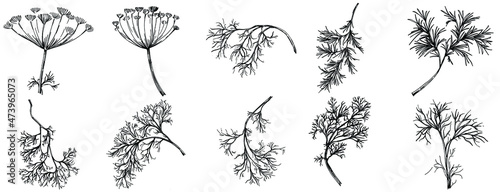 Dill or fennel vector isolated plant with leaves. Herbal engraved style illustration. Detailed organic product sketch.The best for design logo, menu, label, icon, stamp.