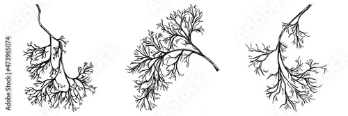 Dill or fennel vector isolated plant with leaves. Herbal engraved style illustration. Detailed organic product sketch.The best for design logo, menu, label, icon, stamp.