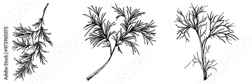 Dill or fennel vector isolated plant with leaves. Herbal engraved style illustration. Detailed organic product sketch.The best for design logo, menu, label, icon, stamp.