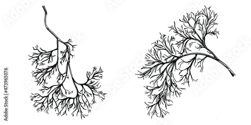 Dill or fennel vector isolated plant with leaves. Herbal engraved style illustration. Detailed organic product sketch.The best for design logo, menu, label, icon, stamp.