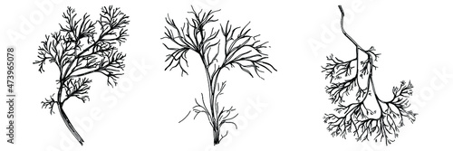 Dill or fennel vector isolated plant with leaves. Herbal engraved style illustration. Detailed organic product sketch.The best for design logo, menu, label, icon, stamp.