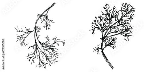 Dill or fennel vector isolated plant with leaves. Herbal engraved style illustration. Detailed organic product sketch.The best for design logo, menu, label, icon, stamp.