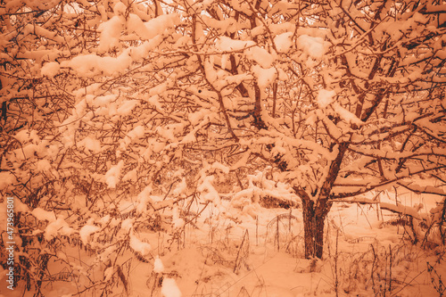 Winter landscape in snowfall. Frozen orchard. Trees covered with snow in trendy calm coral color.