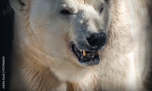 Canvastavla polar polar bear