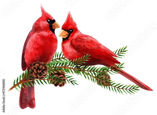 Photography Watercolor cliparts. Christmas and winter red bird cardinals.