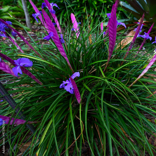 Wallisia cyanea syn flower. Exotic Violet  Quill Plant in tropical garden. Beautiful vibrant floral background