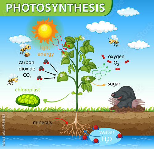 Diagram showing process of photosynthesis in plant