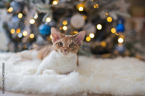 cat devonrex close-up, in the background a Christmas tree in lights photo