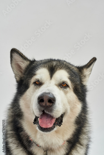 Fototapeta Naklejka Na Ścianę i Meble -  Siberian Husky dog in pet collar looking at camera