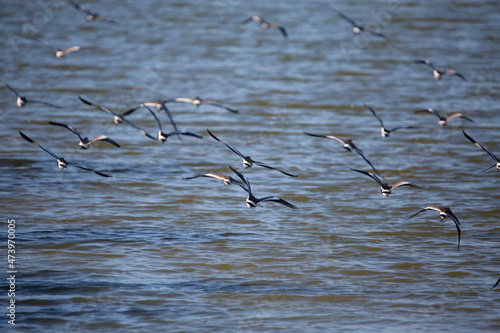 flock of seagulls