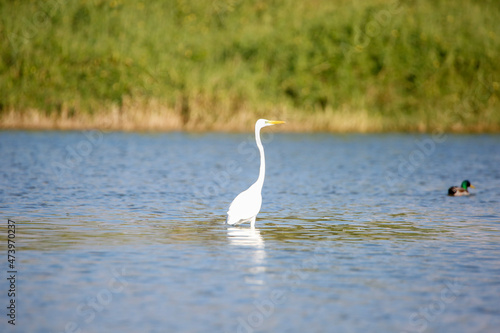 swan on the lake © david