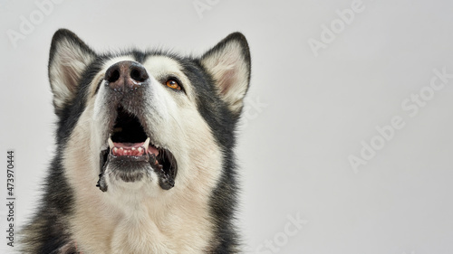 Fototapeta Naklejka Na Ścianę i Meble -  Close up of beautiful Siberian Husky dog look up
