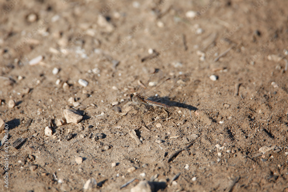 soil in the ground